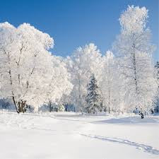 Winter Wonderland